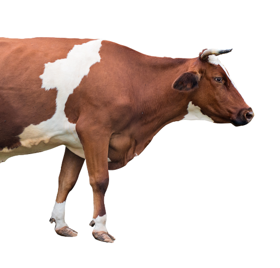 Ruminants - Cow