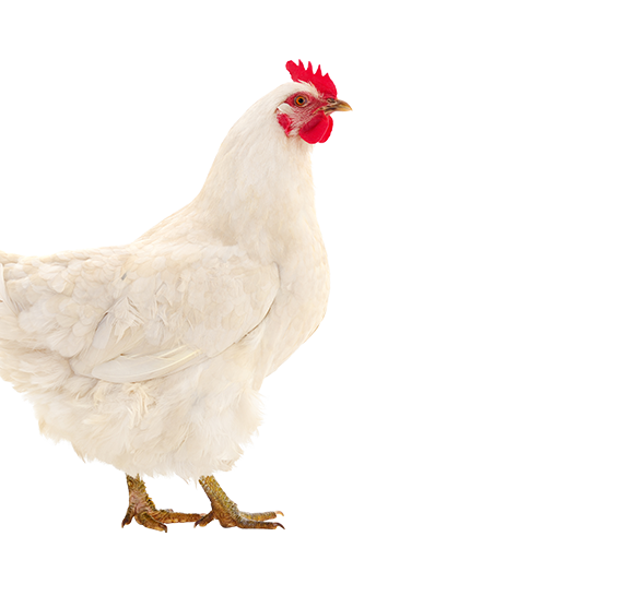 Poultry