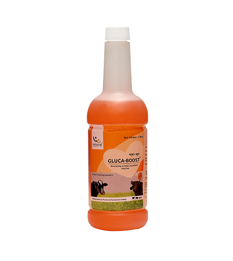 GLUCA-BOOST: Feed supplement for ruminants animals