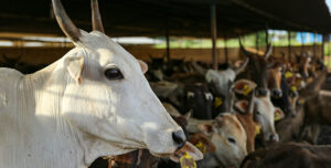 take care of farm animals