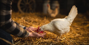 poultry management during rainy season