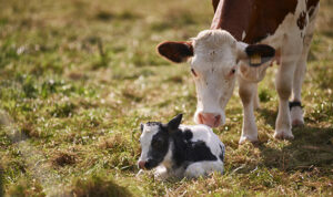 calving season