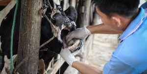 Symptoms of Foot and Mouth Disease