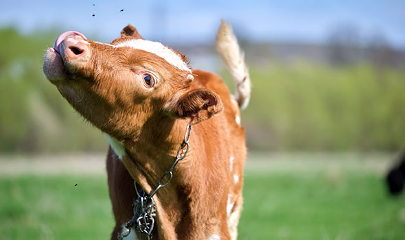 4 Essential Steps For Fly Control In Cattle