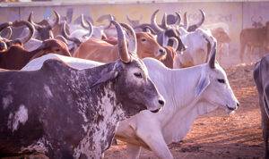 common vices of animals