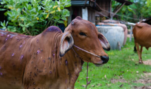 Management of skin diseases in farm animals