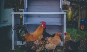 viral infection in poultry and farm animals