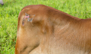 Tips to care for wounded animals