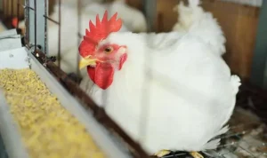 Broiler Production and Management