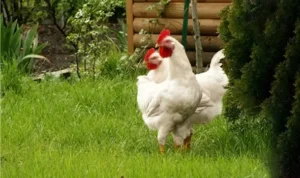 Artificial insemination in farm animals