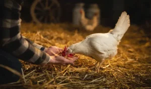 growth promoters for poultry animals how do they work