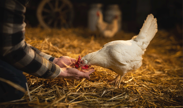 Natural Growth Promoter for Poultry Animals: How do they work | Natural Remedy Natural Growth Promoter for Poultry Animals: How do they work | Natural Remedy