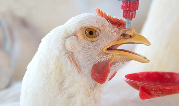prevent and reduce heat stress in poultry
