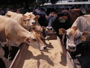 veterinary-feed-supplements-natural-remedy