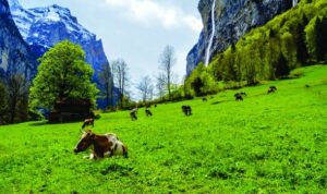 Calcium Supplement for cow.