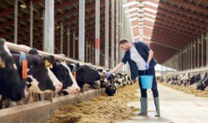 feed additives in improving animal health