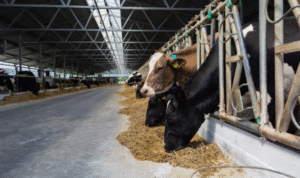 The Impact of Seasonal Changes on Cattle Nutrition