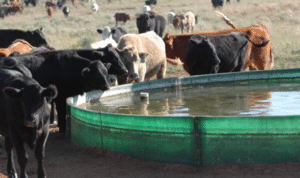 Water-Quality-In-Cattle-Feeding