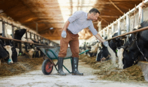 cattle-feed-supplement.