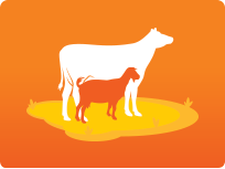 Mastinil Spray For Tissue Infection In Cattle And Buffalo 