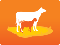 Next generation calcium for high milk production