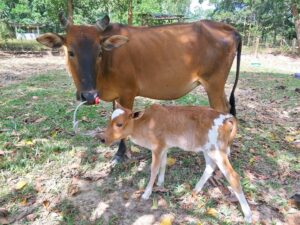 Why Is Optimal Nutrition Essential for Dairy Animals?