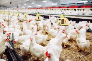 Wet Litter Problem in Poultry