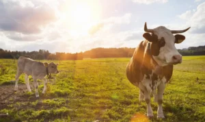 The Vital Role of Vitamin D for Cattle to Enhance Health 1