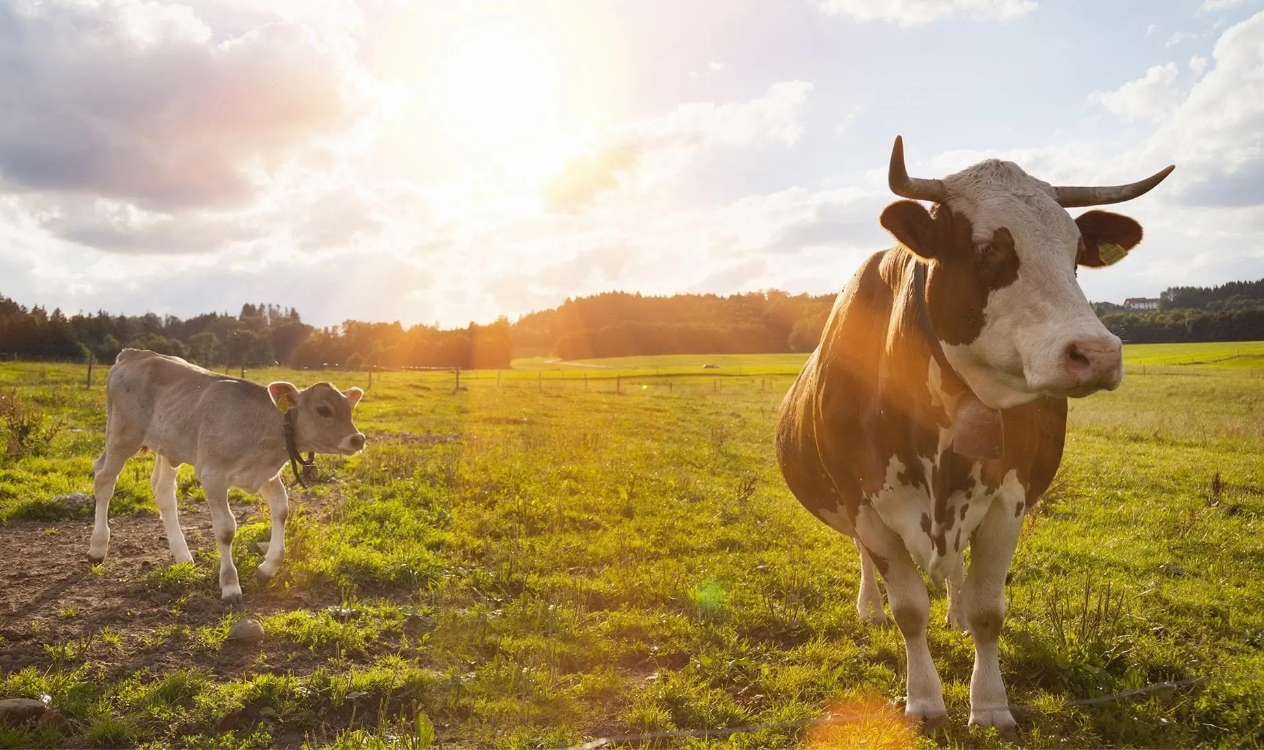 The Vital Role of Vitamin D for Cattle to Enhance Health 1