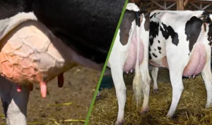 Mastitis in Cattle
