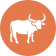 Buffaloes