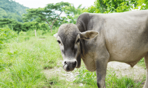 wooden tongue in cattle 2