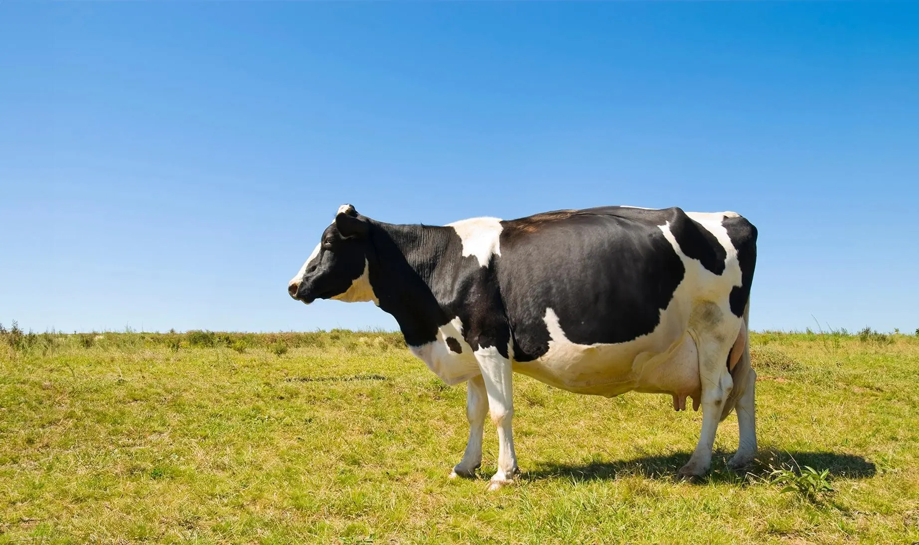 A Comprehensive Guide to Understanding Bloat in Cattle