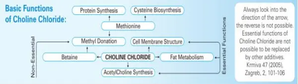 Choline synthesis in animals - functions