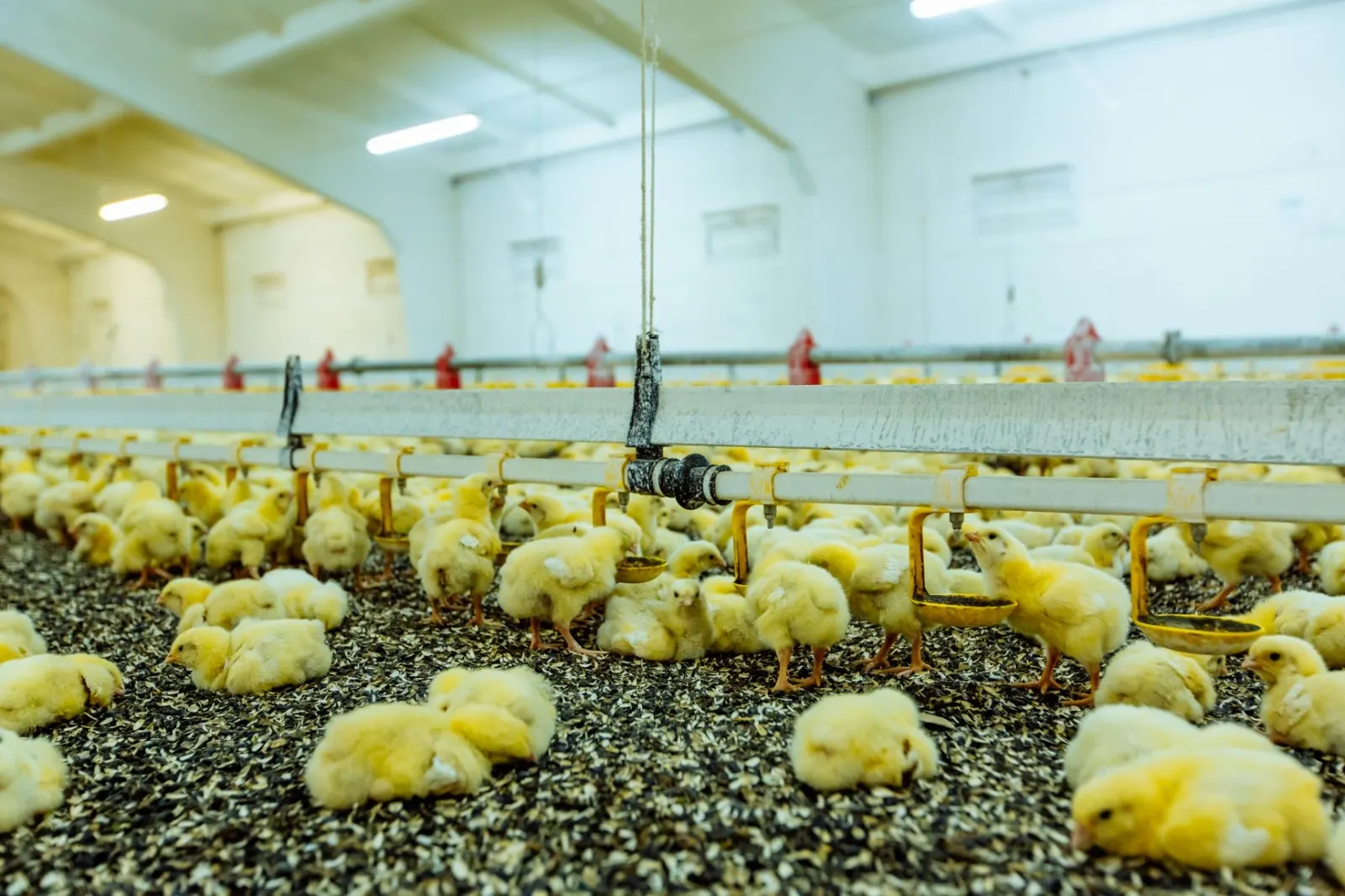 Deep Litter System In Poultry Advantages Disadvantages