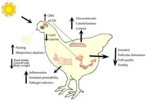 Factors responsible for oxidative stress