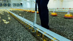 Litter Management in Poultry 1