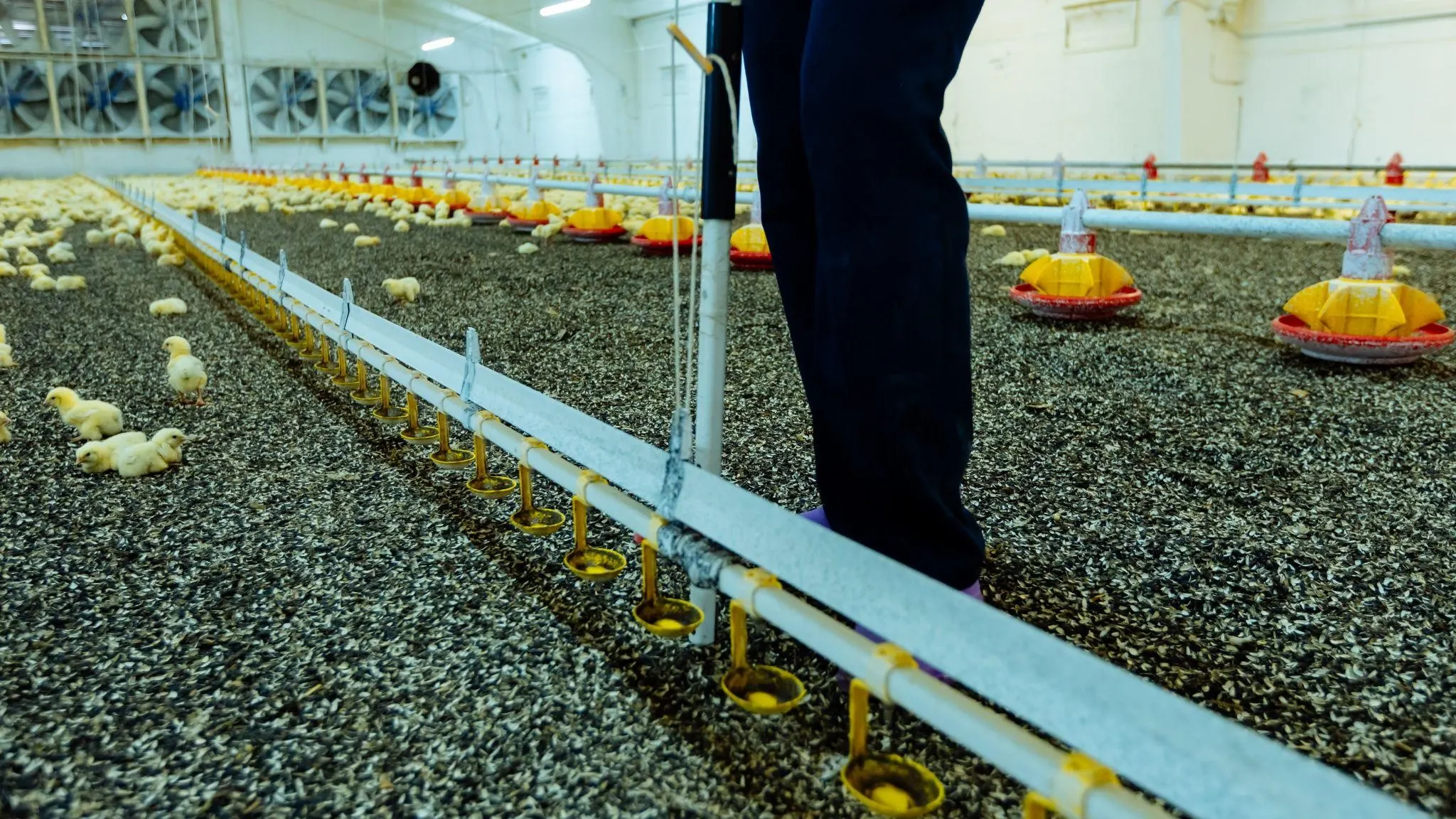 Litter Management in Poultry 1