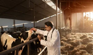 Metritis in Cows Types Causes Symptoms Treatment