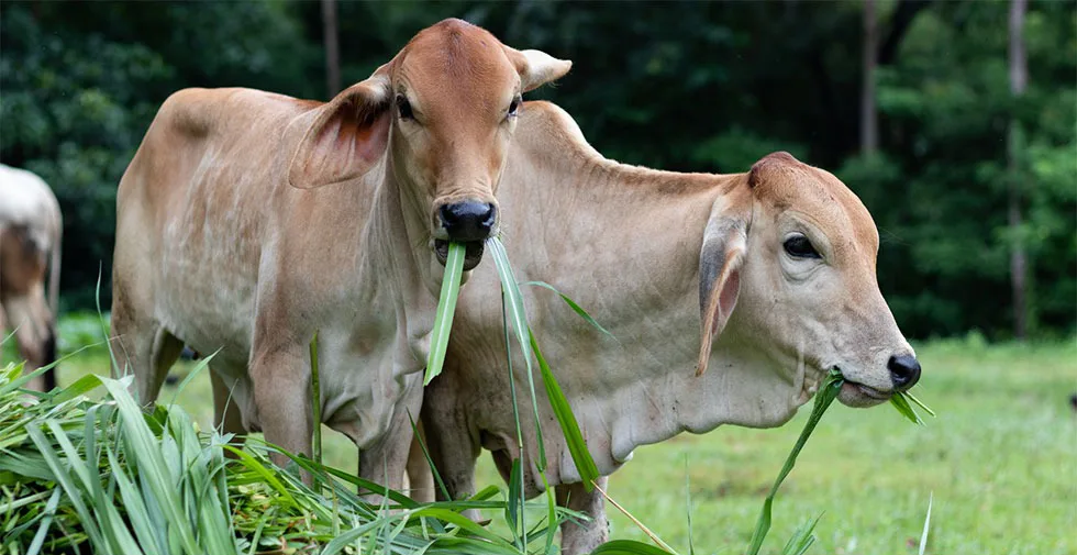 Cow Banner