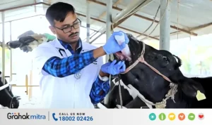 Drenching bottle for cattle and its importance