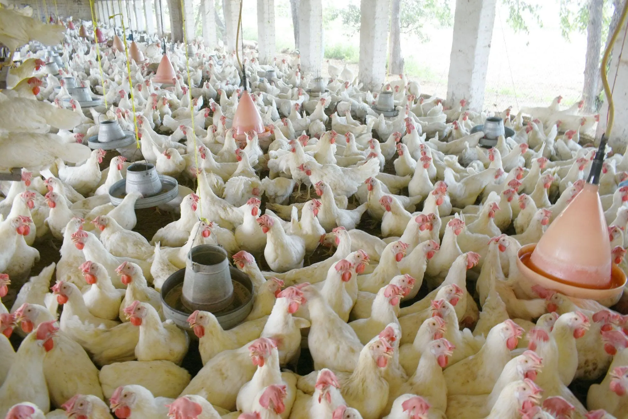 Fatty Liver Syndrome in Poultry 3 1