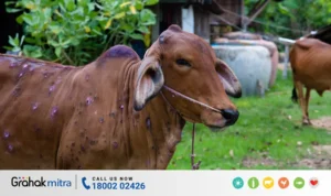 Lumpy Skin Disease in cattle LSD