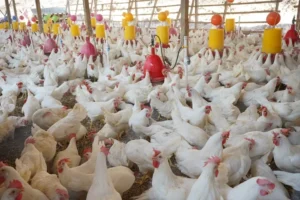 Gut Health In Poultry