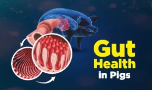 Gut Health in Pigs 1 1