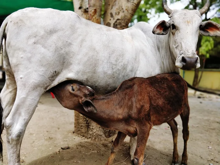 cow feeding calf field 1