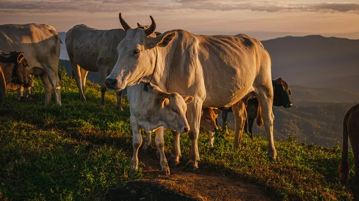 cows standing field