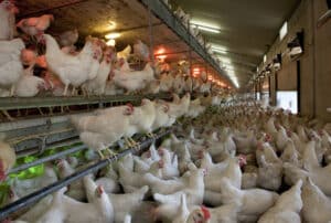 free range chicken 1