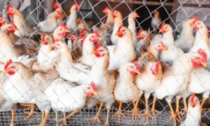 Optimizing Poultry Nutrition The Role of Choline Supplementation