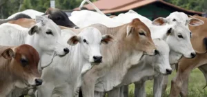 Rumen Acidosis in Cattle